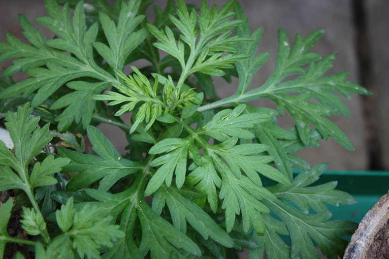 草藥珍草廊